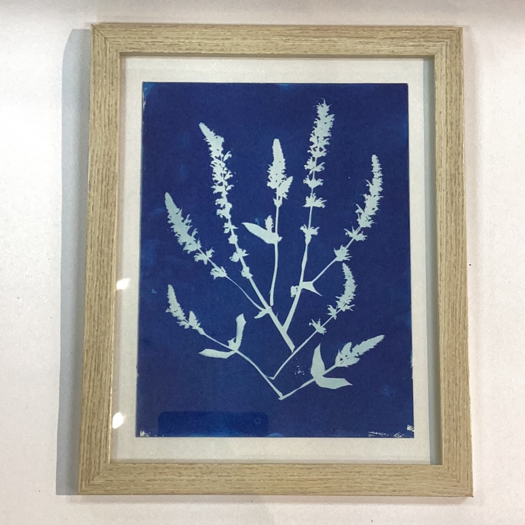 Wild Sage in Blue