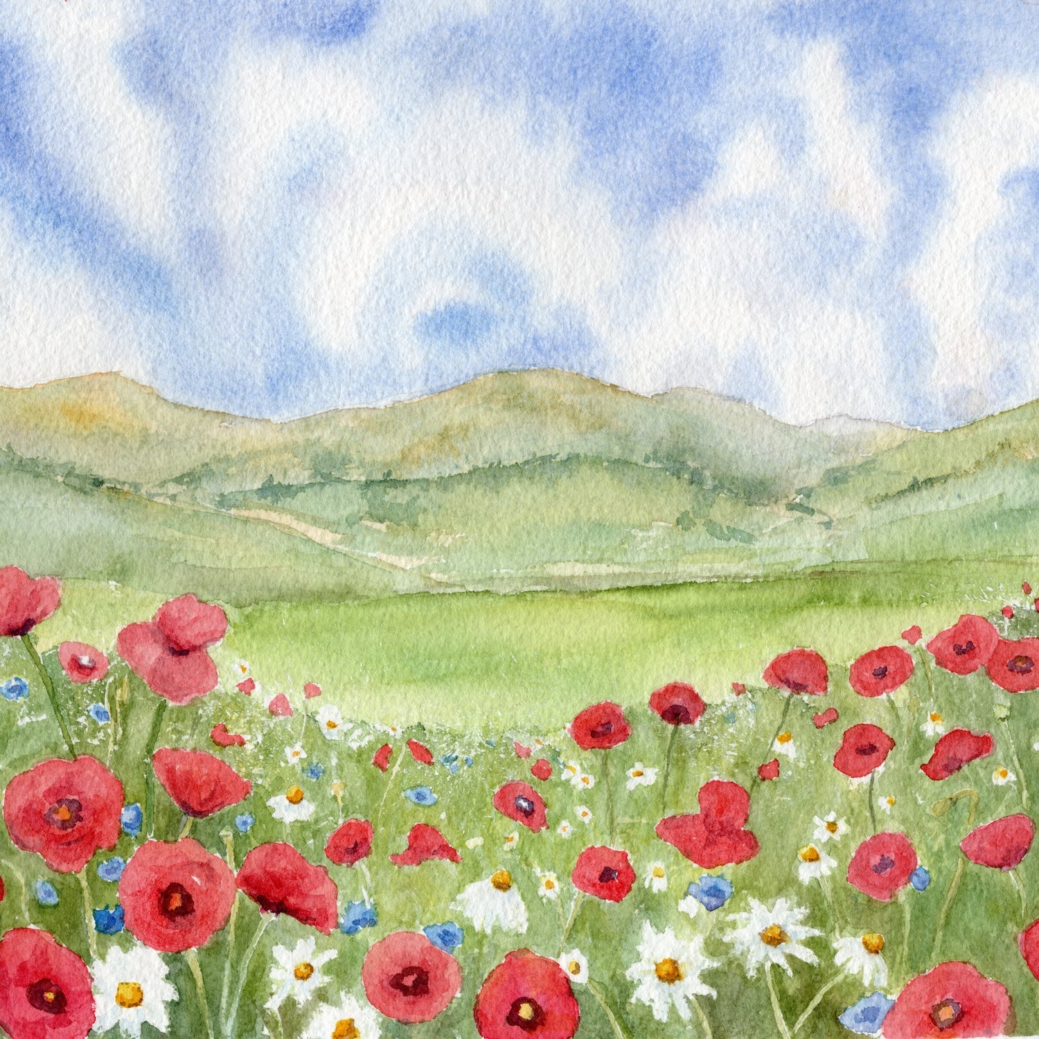 Mountain Poppies--Elizabeth Hotel