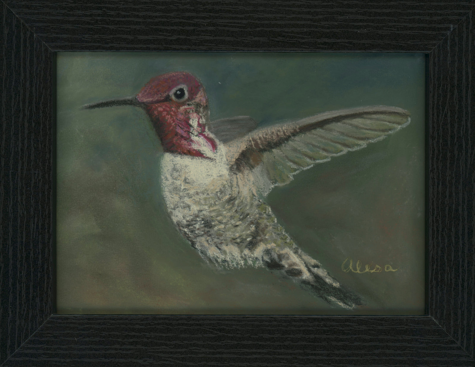 Anna's Hummingbird