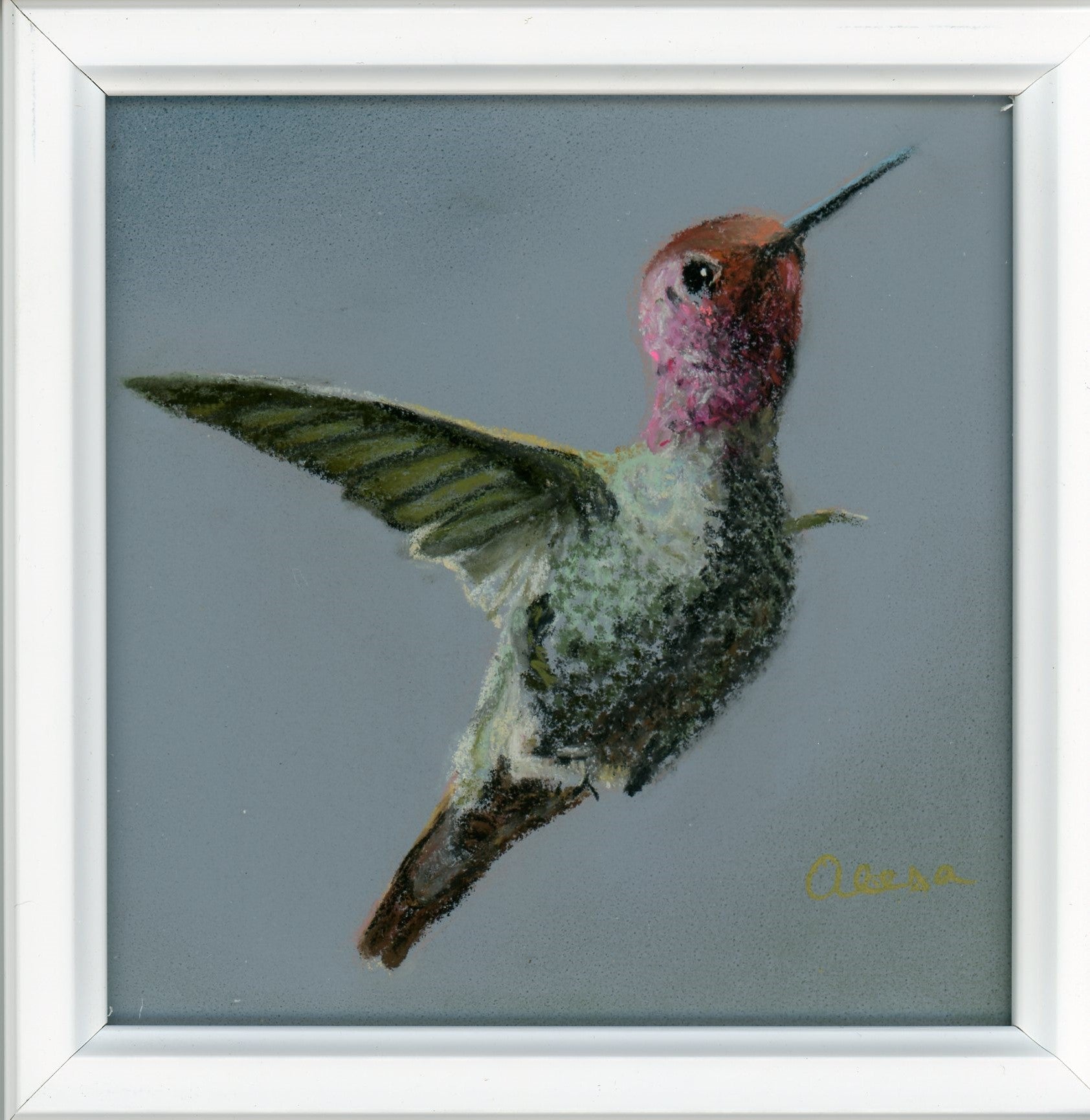 Anna's Hummingbird