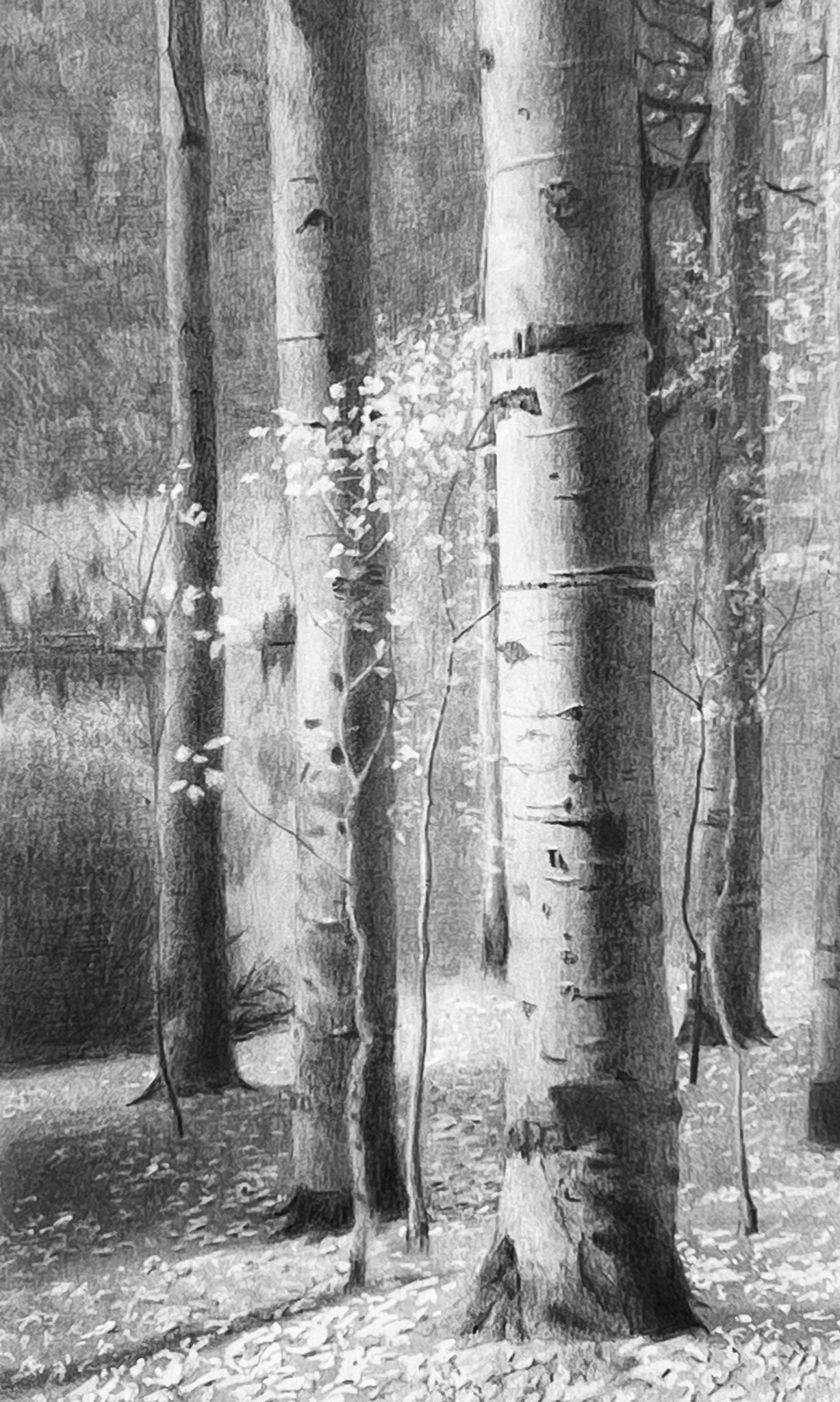 Aspens by the Lake