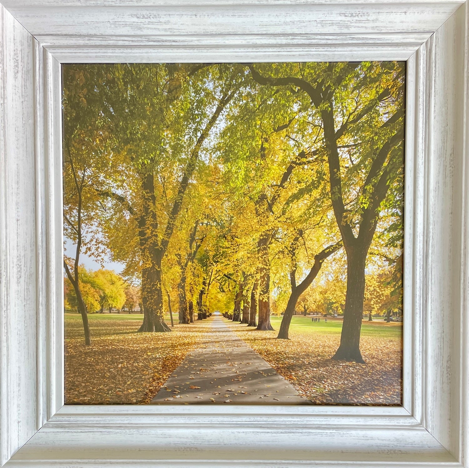 Autumn at the CSU Oval