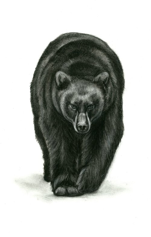 Black Bear Matted Print