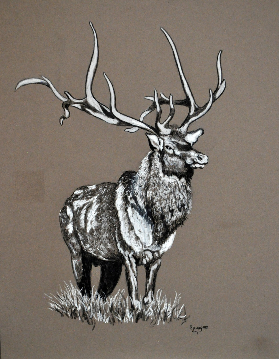 Bull Elk-Ready to Frame Print
