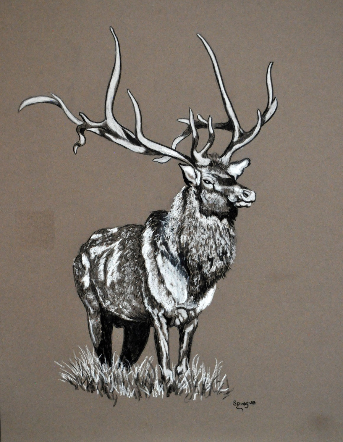 Bull Elk •Prints Now