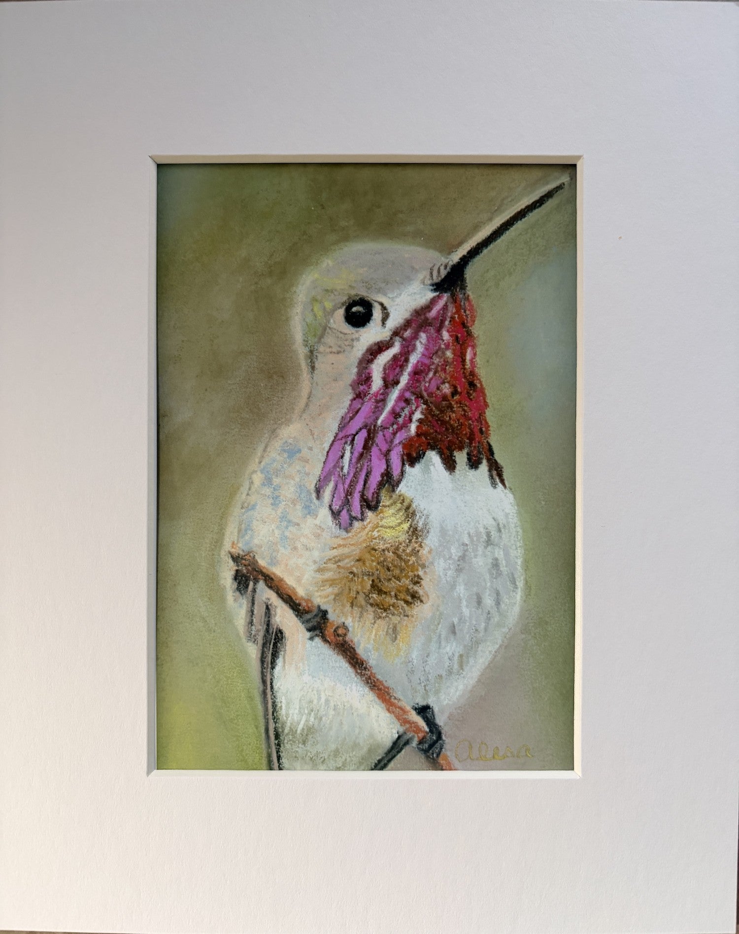 Calliope Hummingbird Print