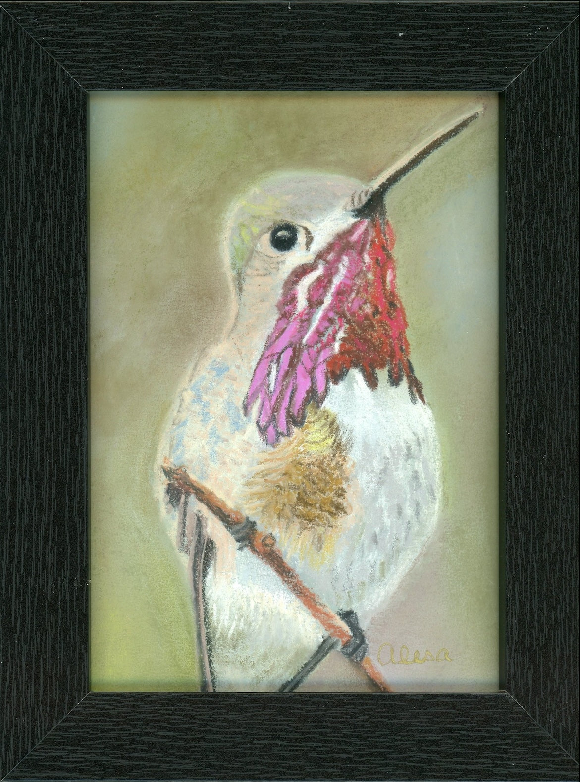 Calliope Hummingbird