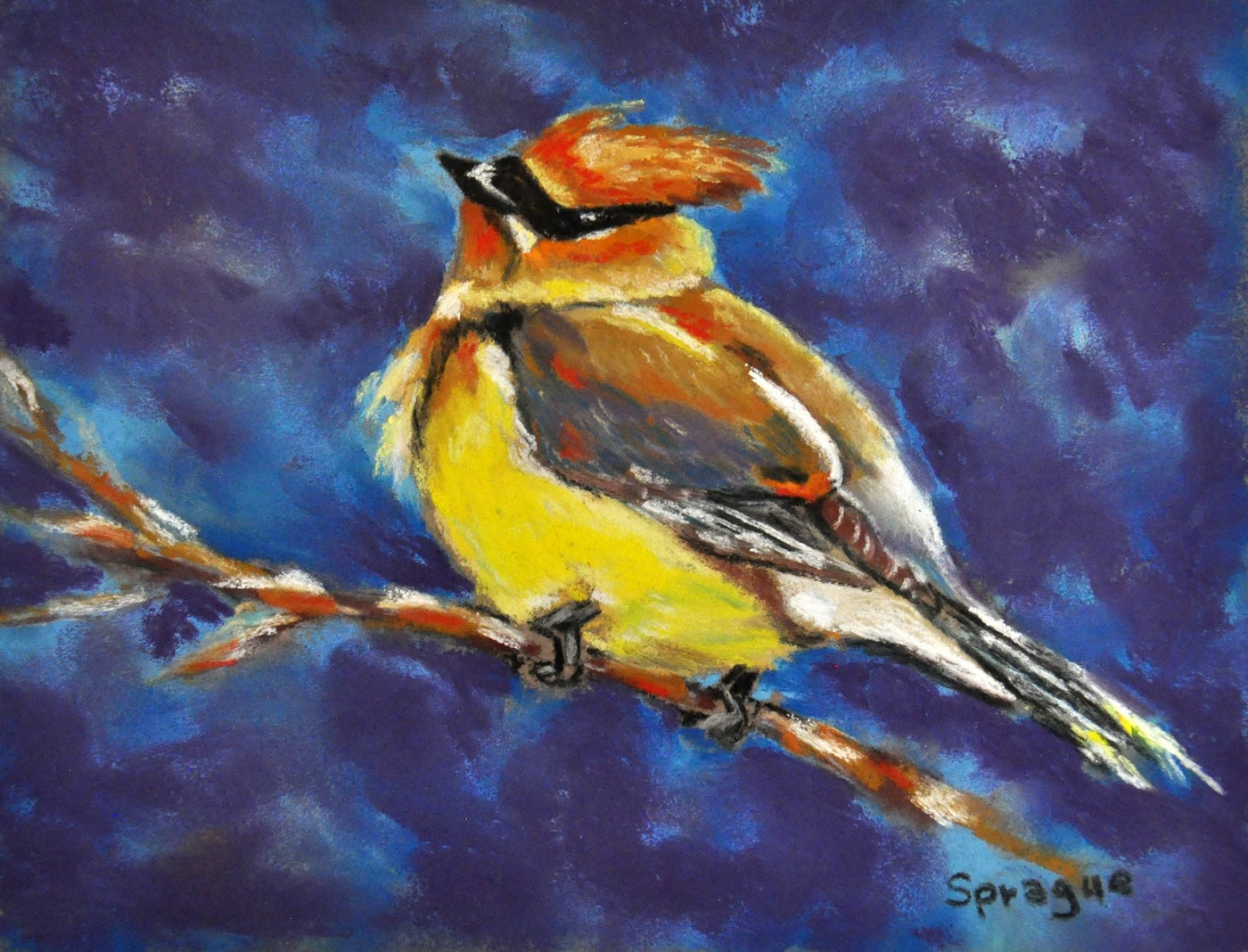 CEDAR REDWING 2
