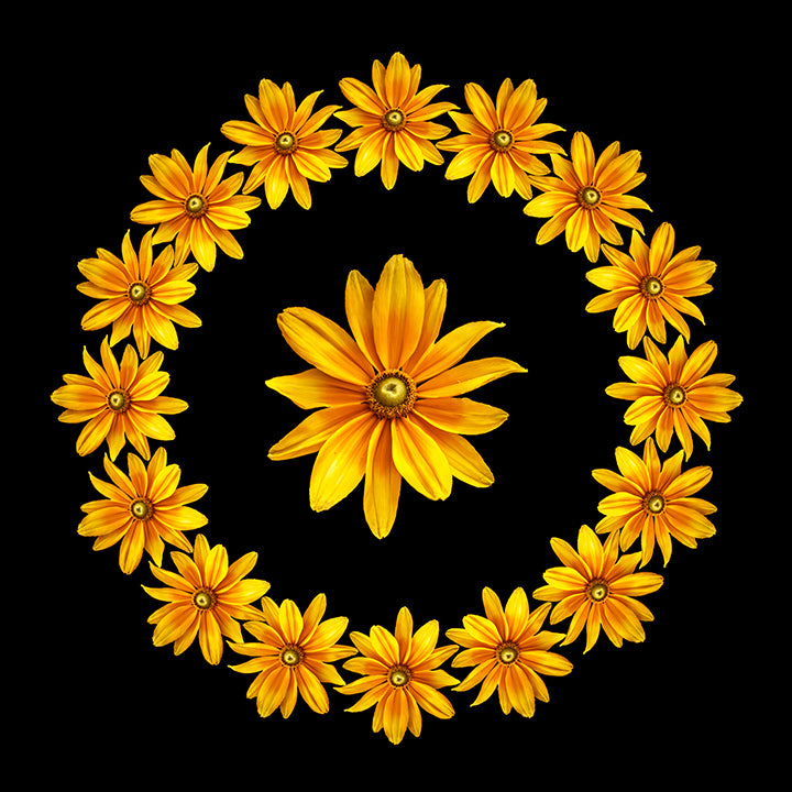 Chain of Daisies