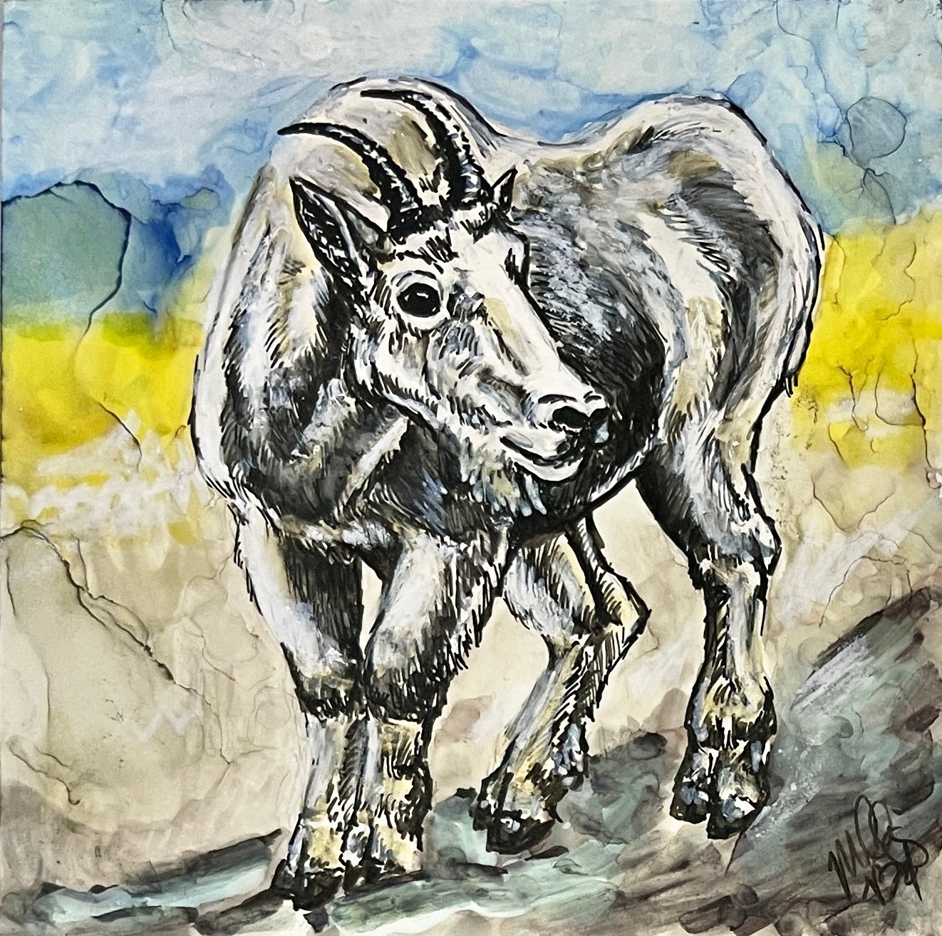 Colorado Mountain Goat