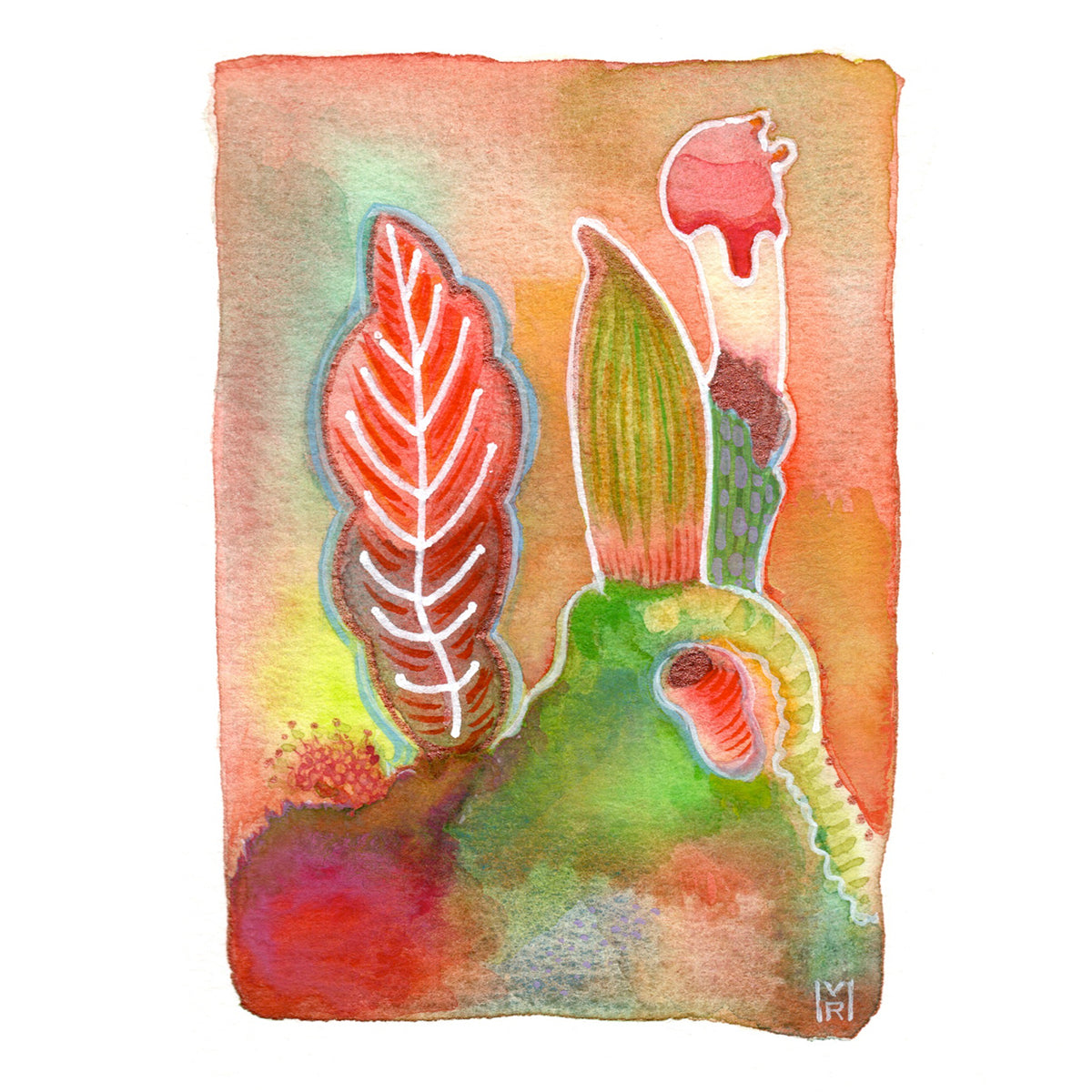Coral Candy