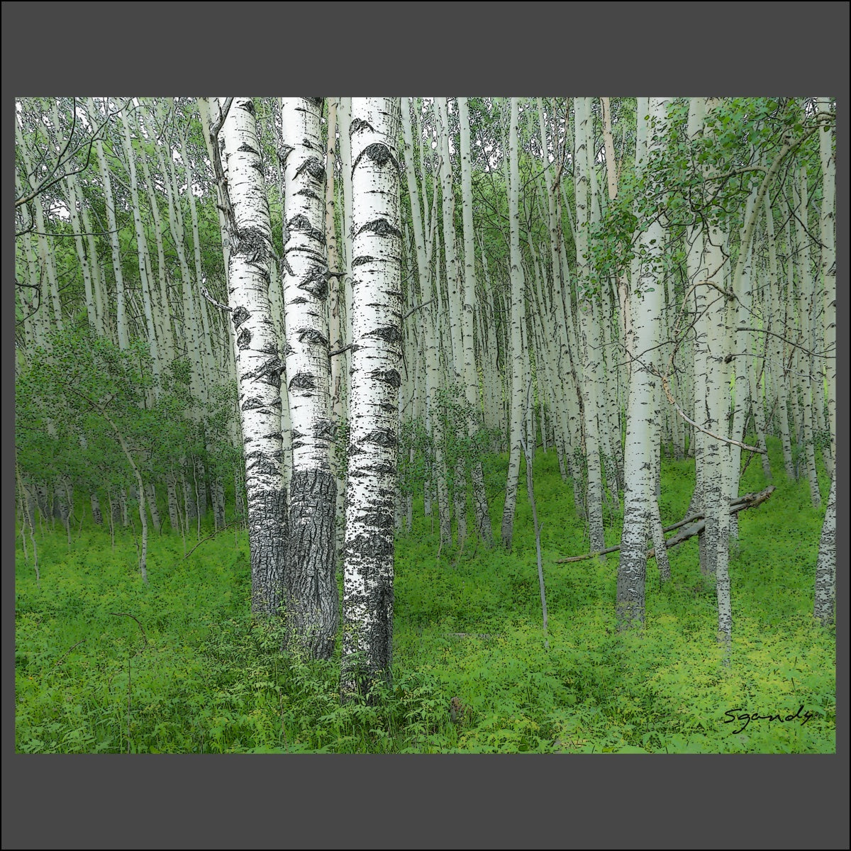 Crested Butte Summer