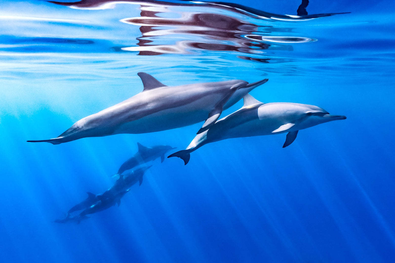 Dolphinitely a Good One