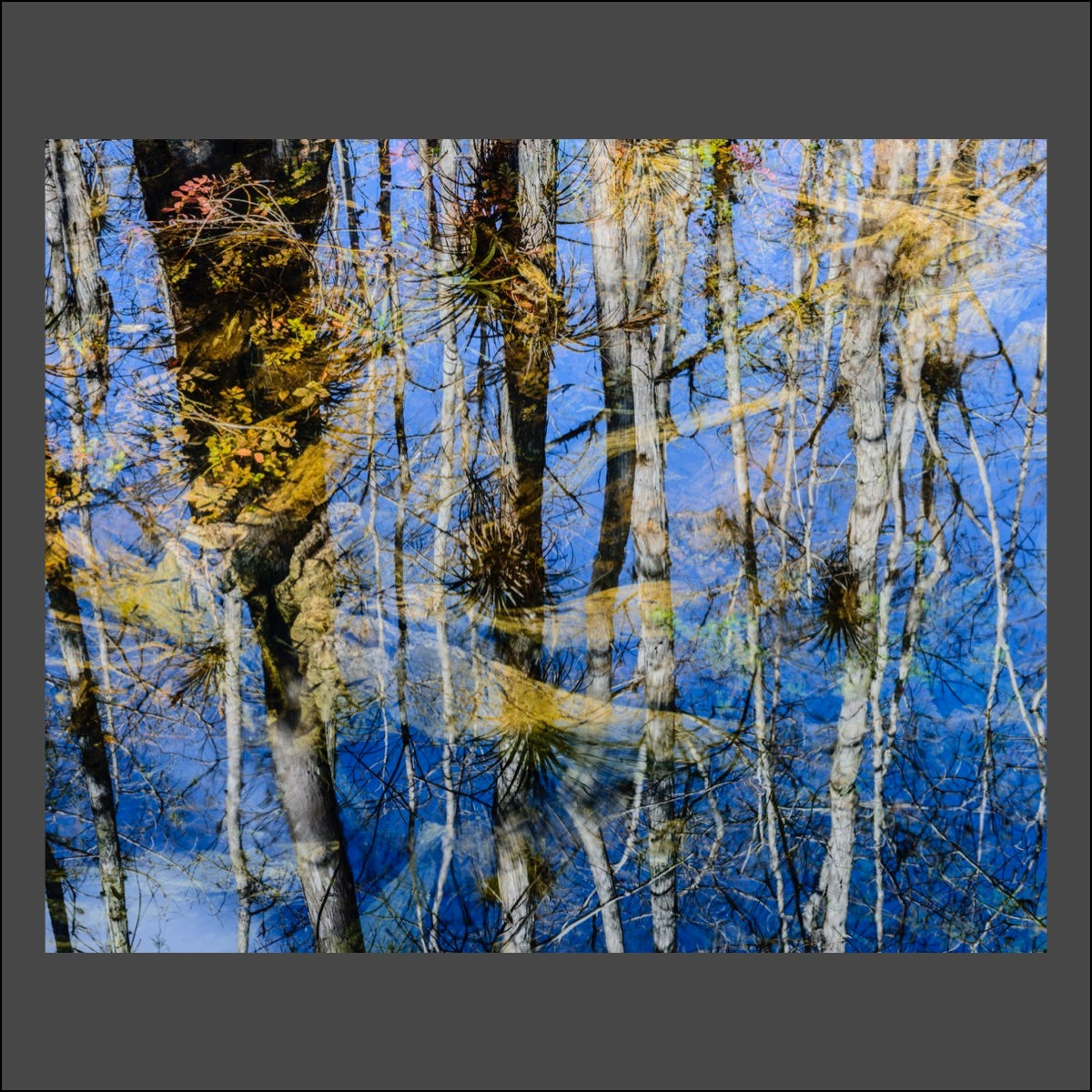 Everglades Reflection