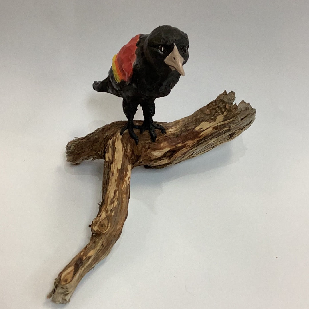 Red-Winged Black Bird