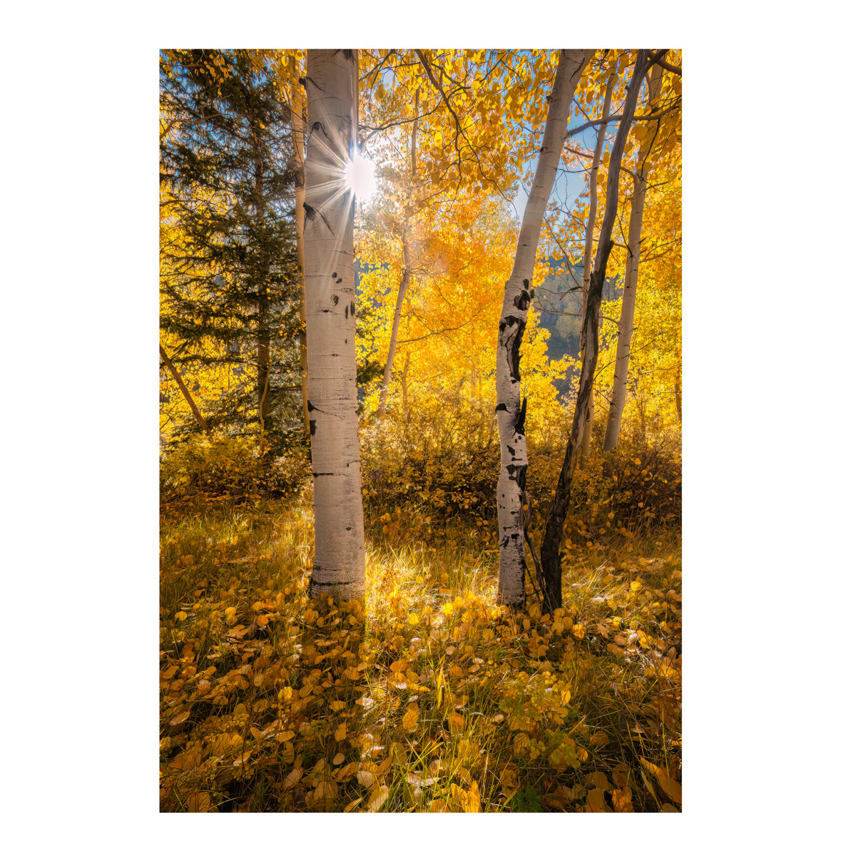 Falls Burst Print
