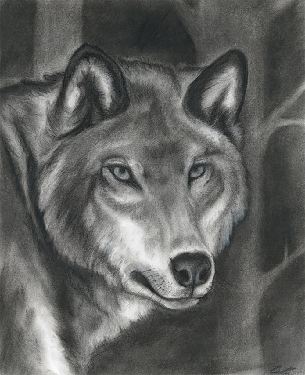 Gray Wolf Print