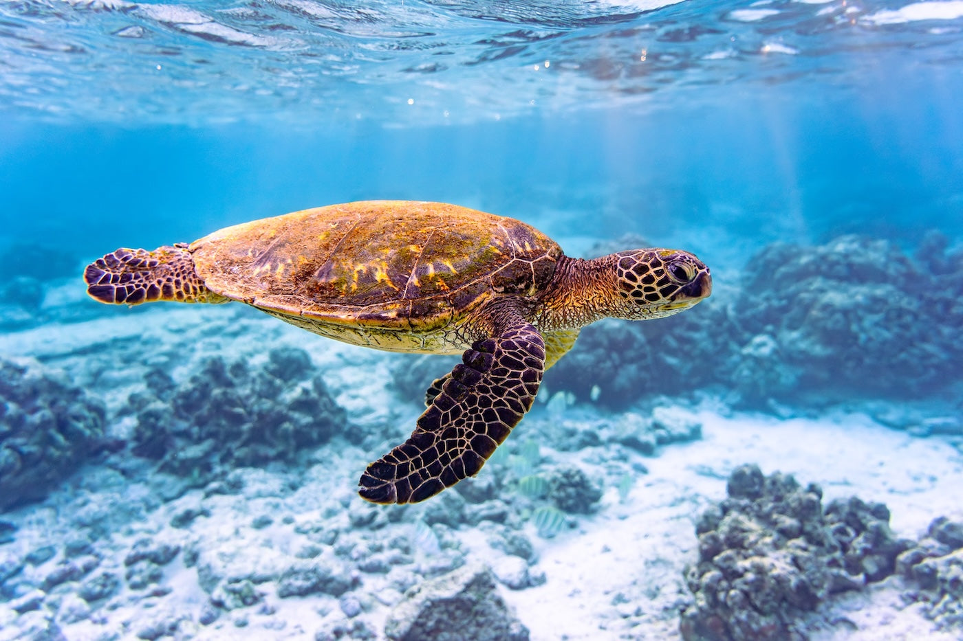 Turtley Relaxed 12x18