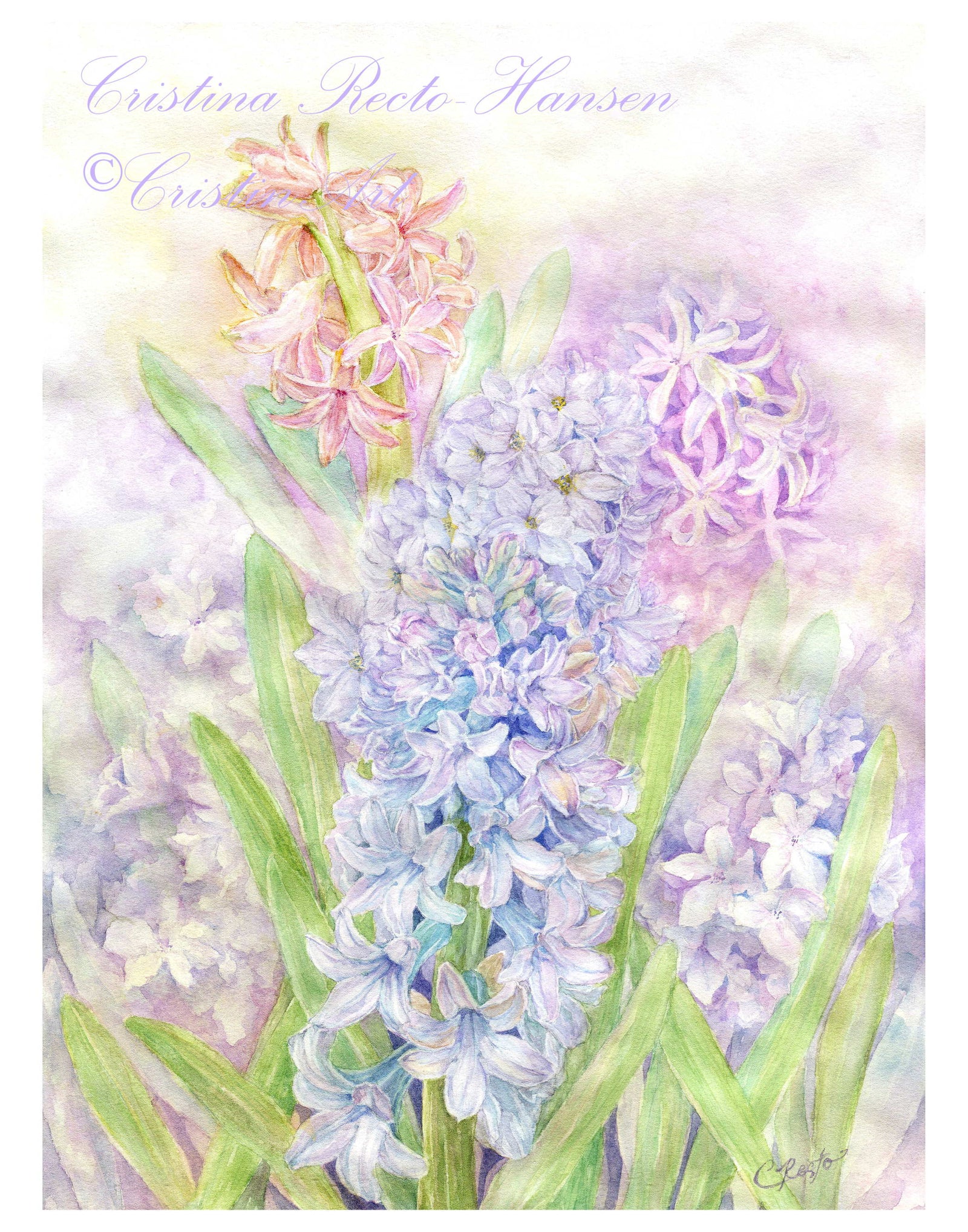 "Hyacinthe Absolu", 11x14 inches art print