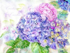 Hydrangea Dream
