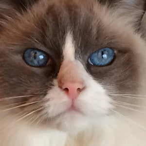 102 Watercolor Animals and Brushstrokes Art Class with Deb Thur. 5.14.26 @ 1p