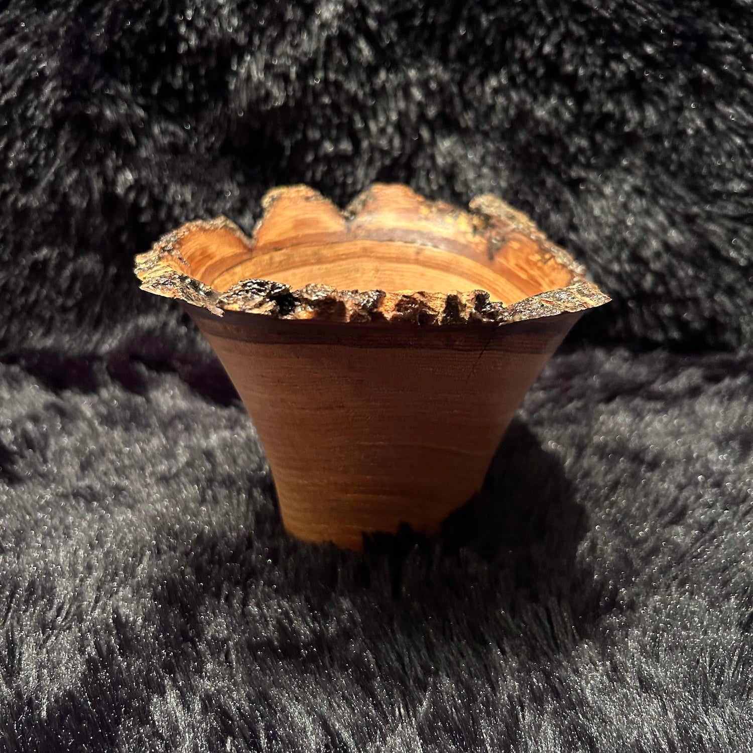 Jap Chestnut 5-26 Y