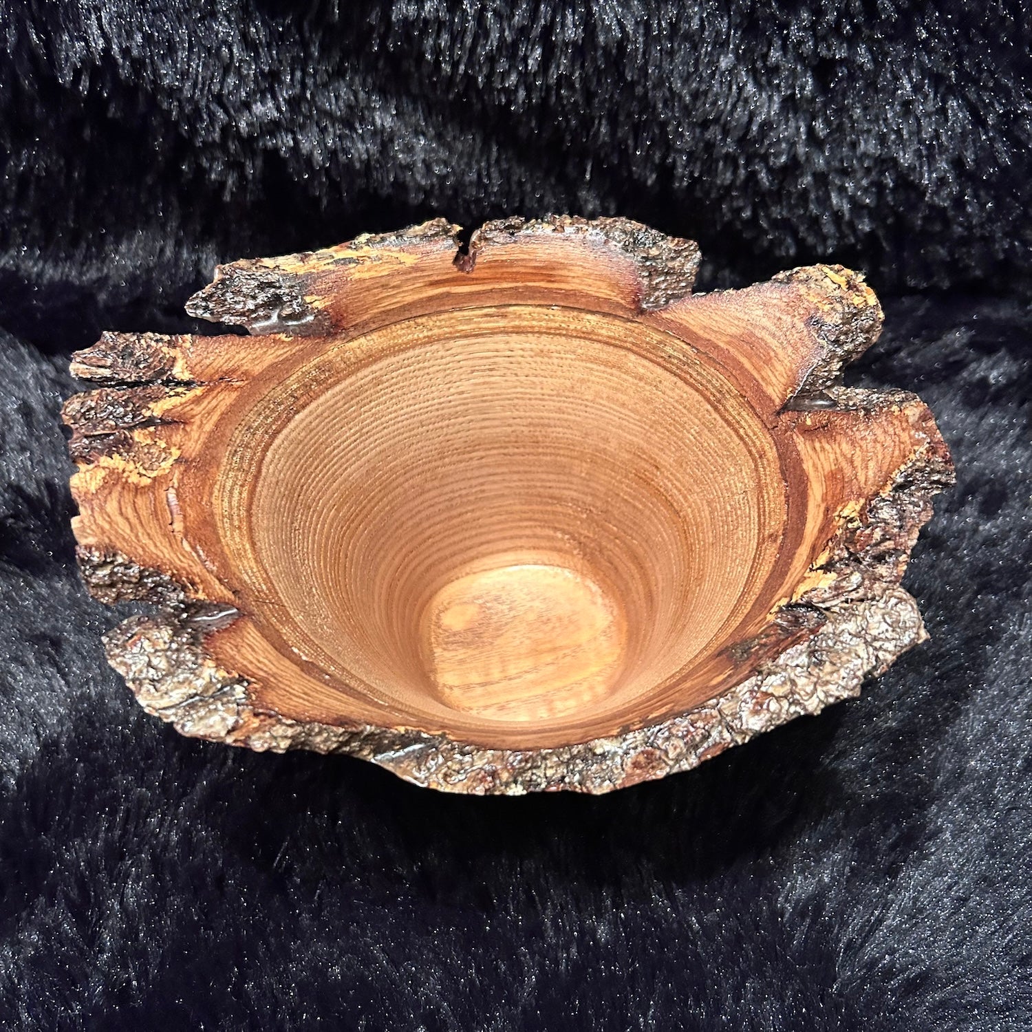 Jap Chestnut 5-26 Y