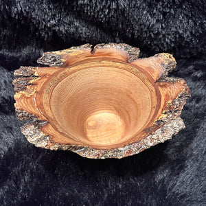 Jap Chestnut 5-26 Y