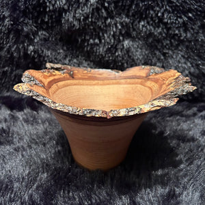 Jap Chestnut 5-26 Y