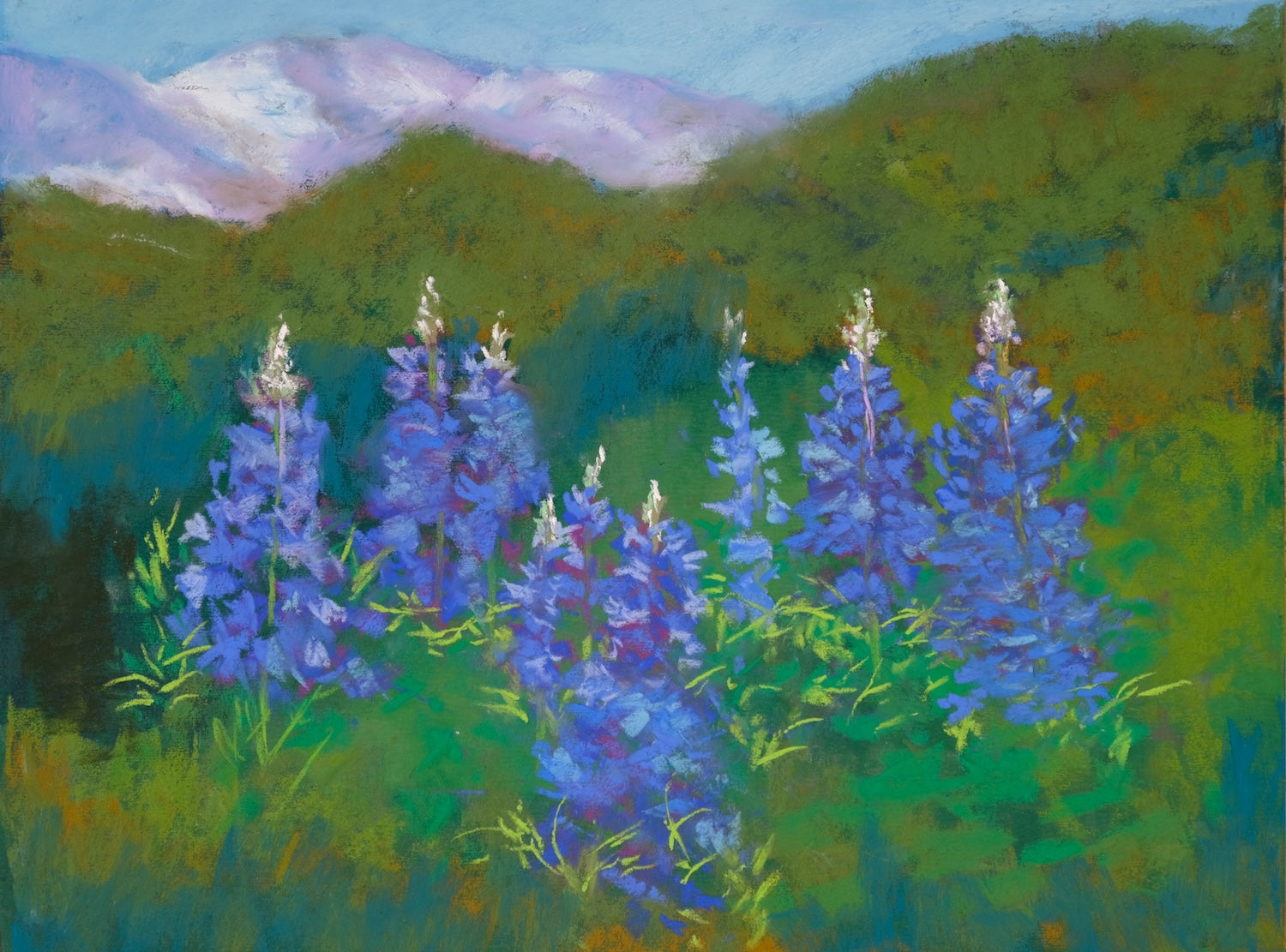 Kebler Lupines Miniature