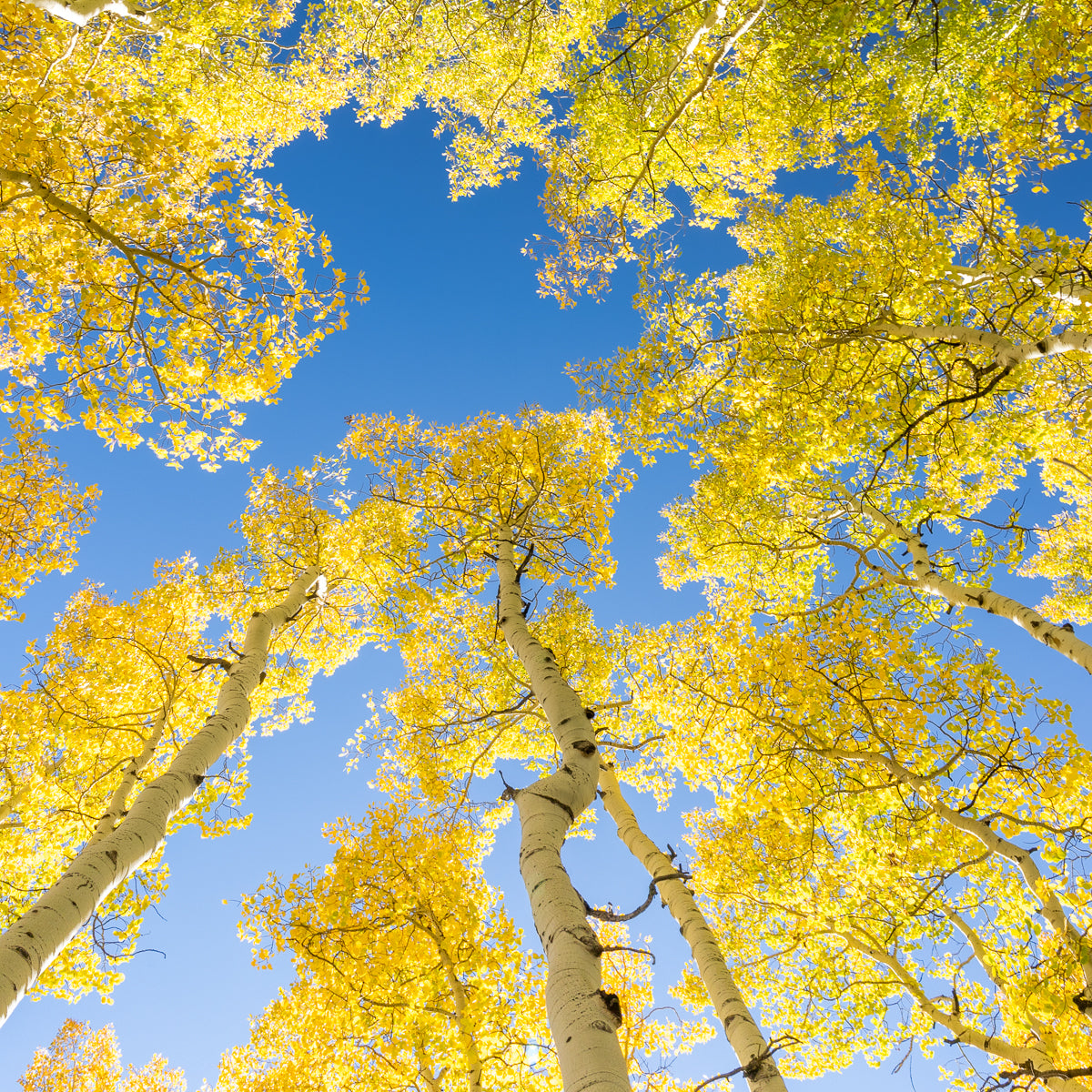 Focus On: Understanding the Quality of Light Photography Class - Wed. 12.16.26 @ 6P