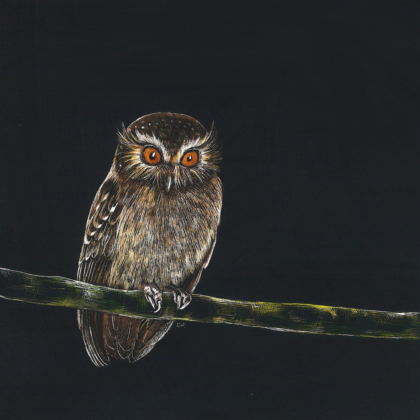 Long-Whiskered Owlet Print