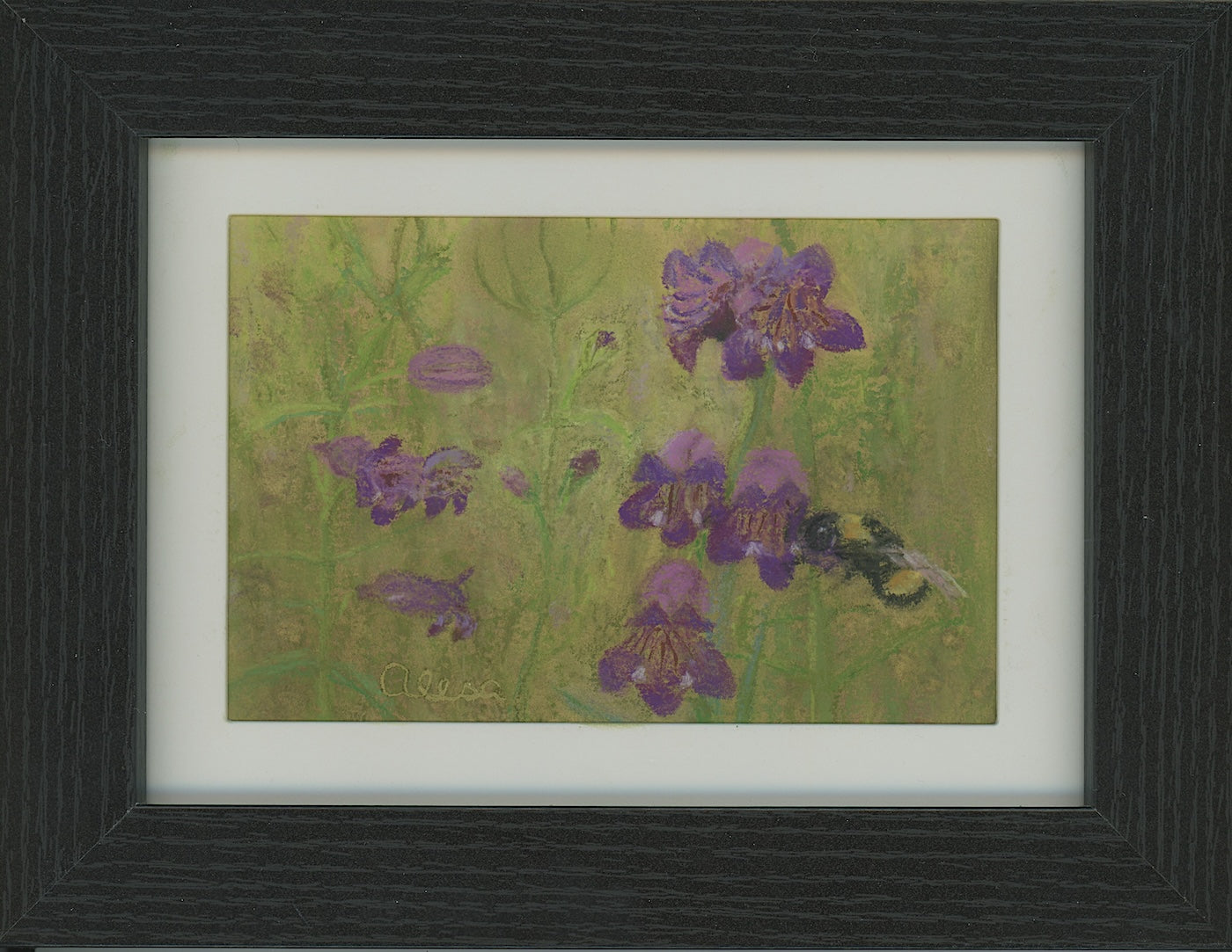 Penstemons and Friend