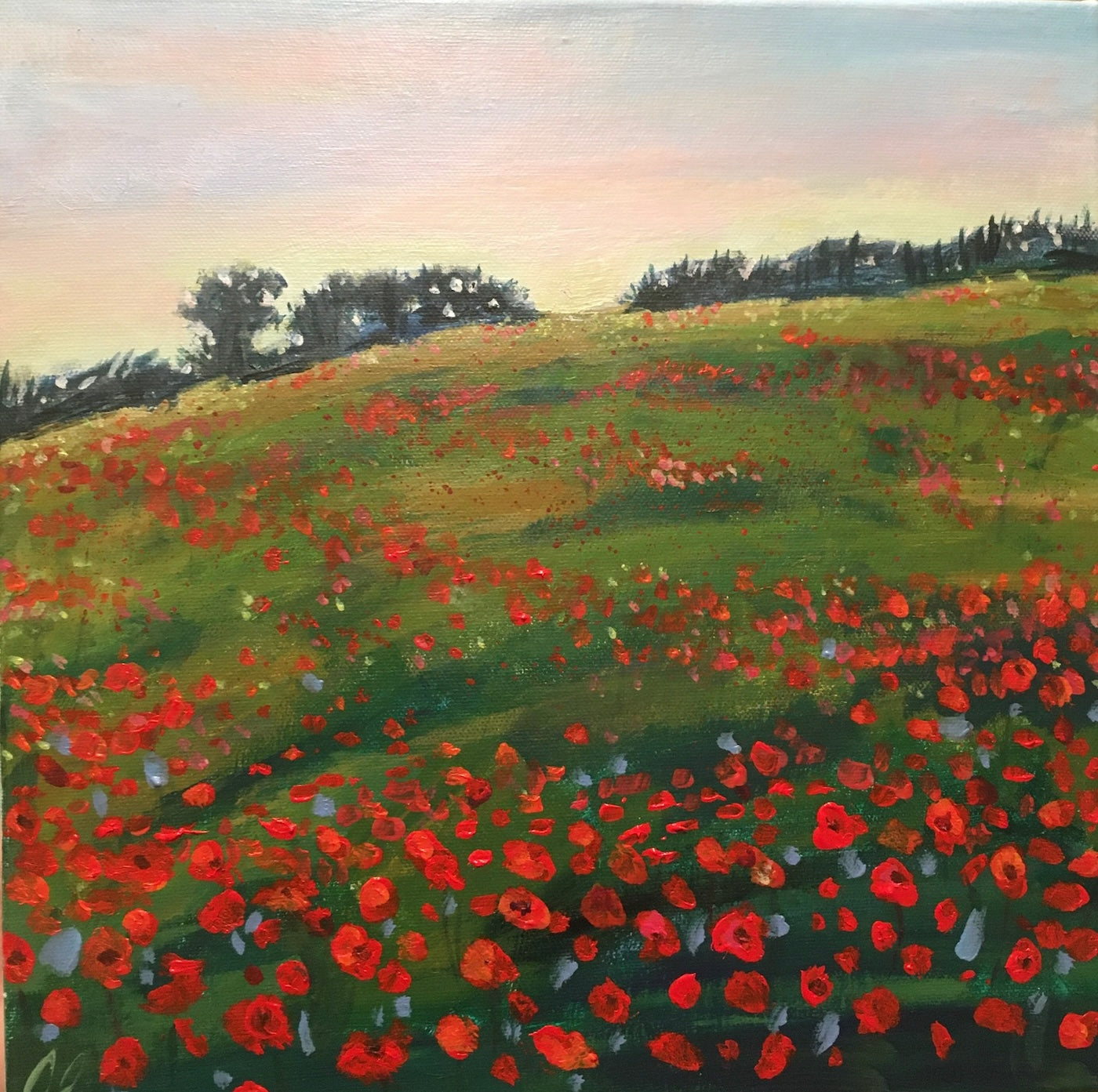 Gorgeous Poppy Field