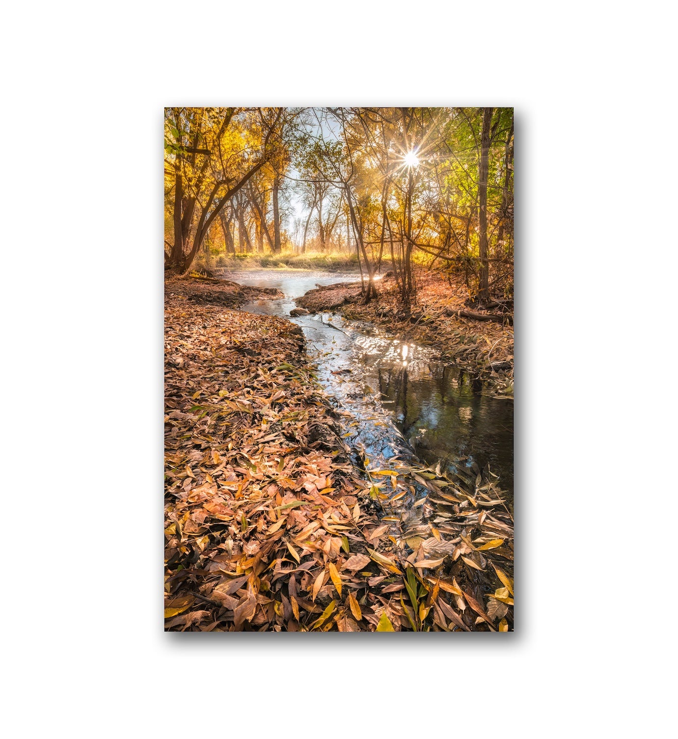 Poudre's Edge Fall - Aluminum Dibond