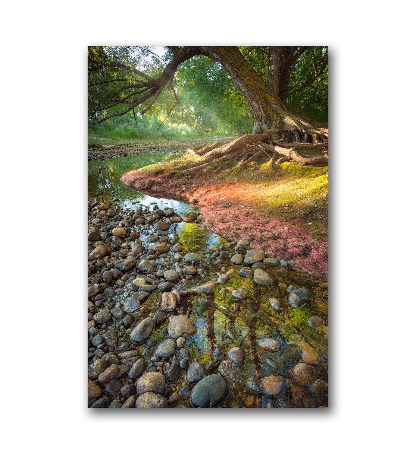 Poudre's Edge Summer - Aluminum Dibond