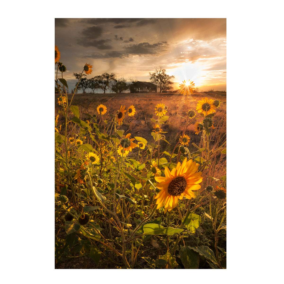 Prairie Homestead Print