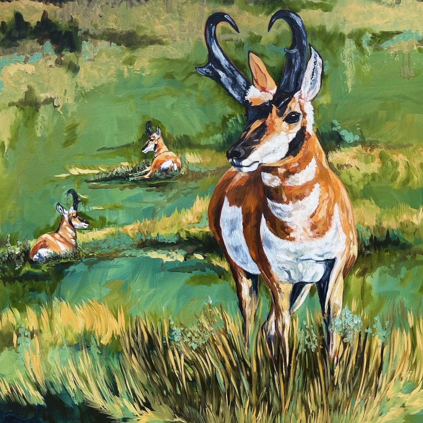 Pronghorn Paradise-prints-now