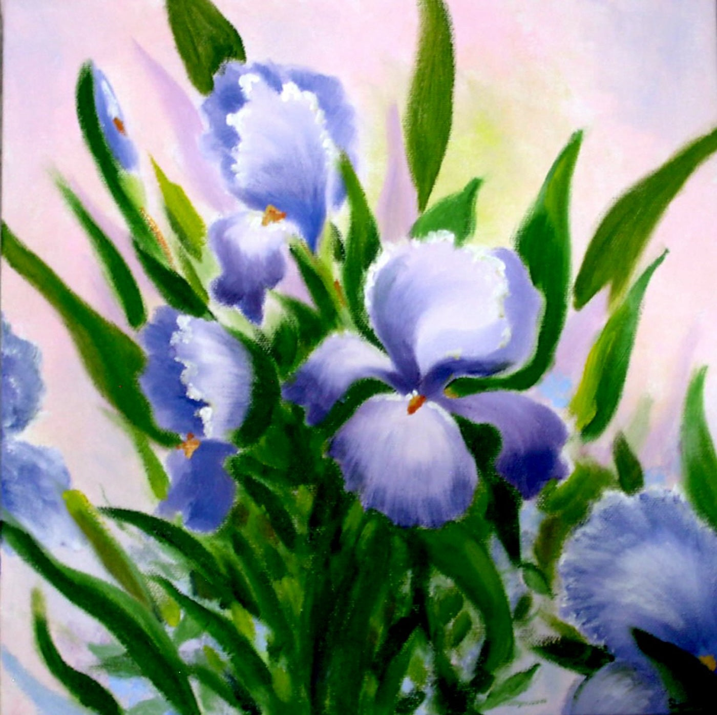 Purple & White Iris: Notecard 6 Pack: