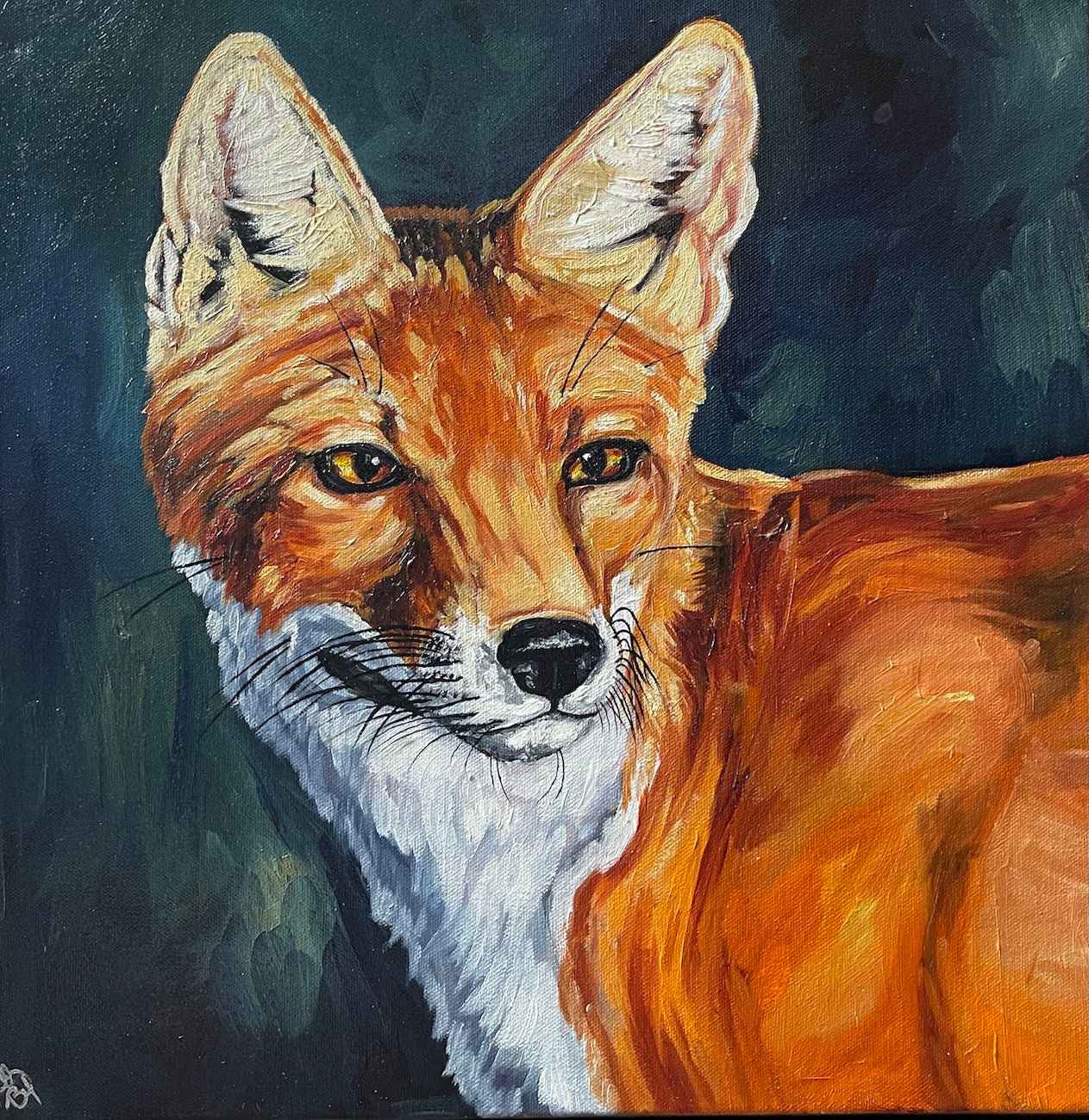 Red Fox at Sunset