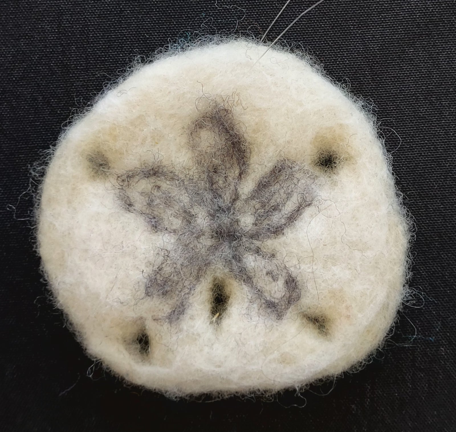 Sand Dollar