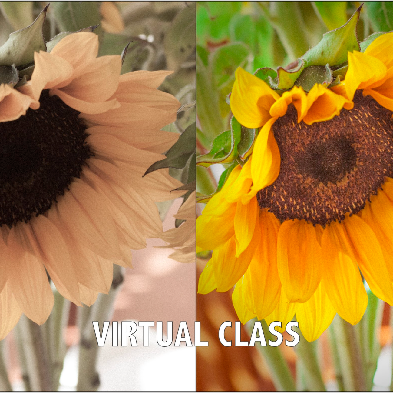 Intro to Digital Photo Editing Art Class - On Demand