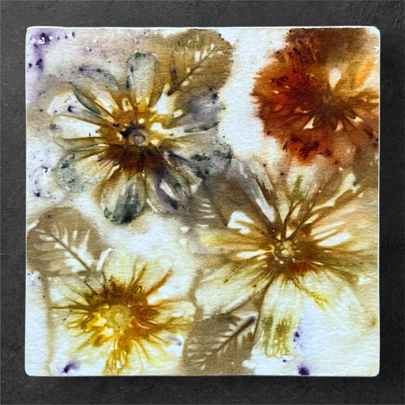 Shapely Cosmos and Alder Leaves--Elizabeth Hotel