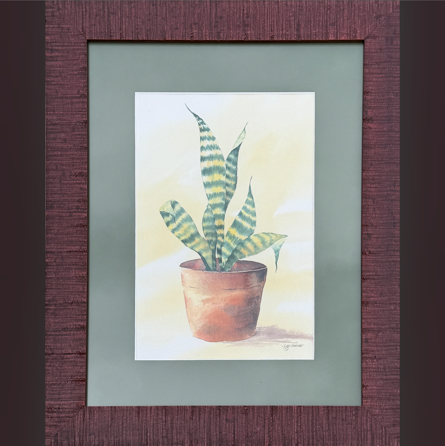 Snake Plant