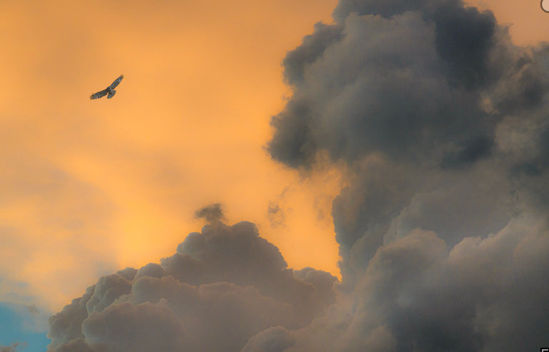 Soaring-metal framed print