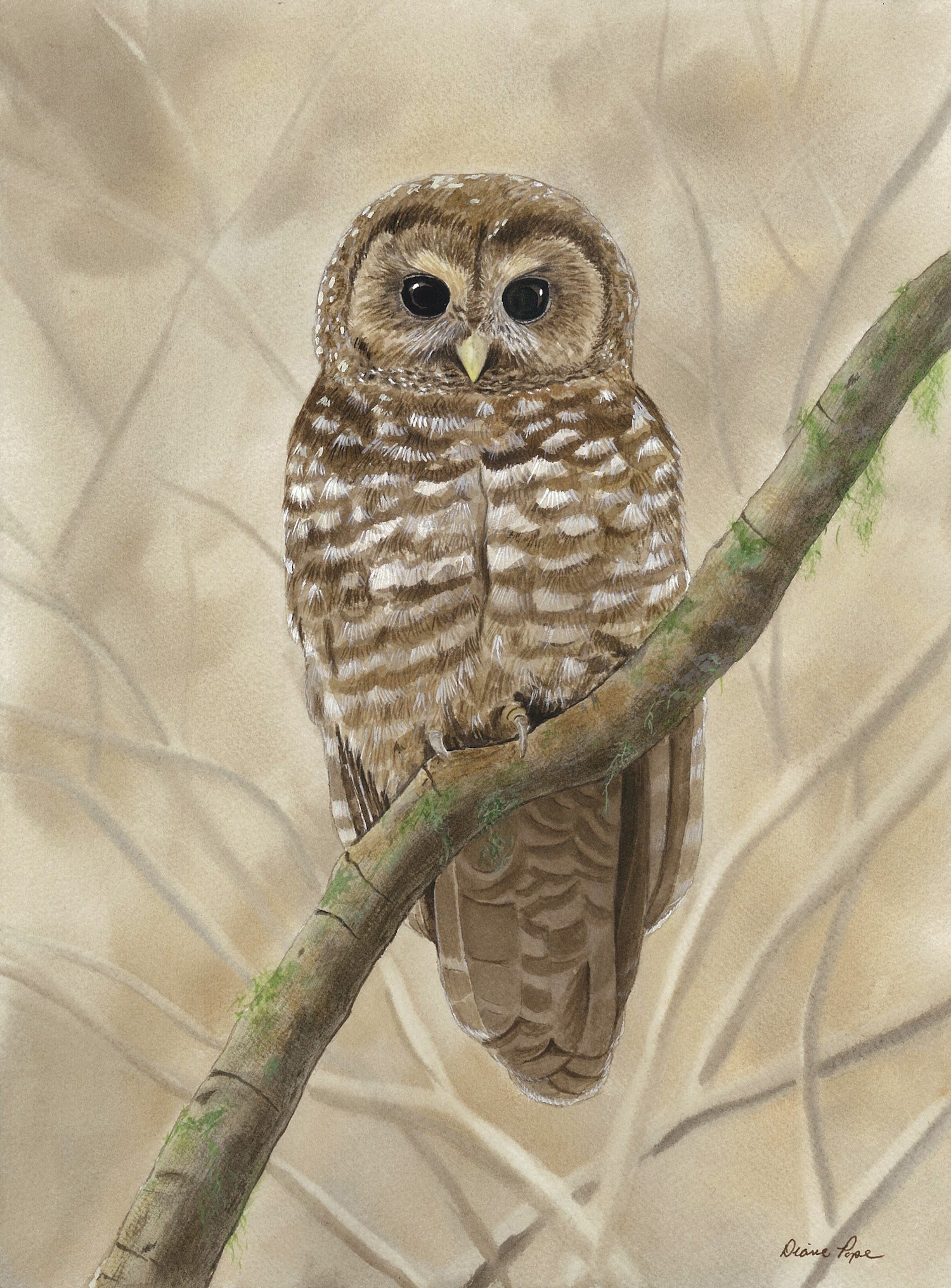 Spotted Owl--wood panel