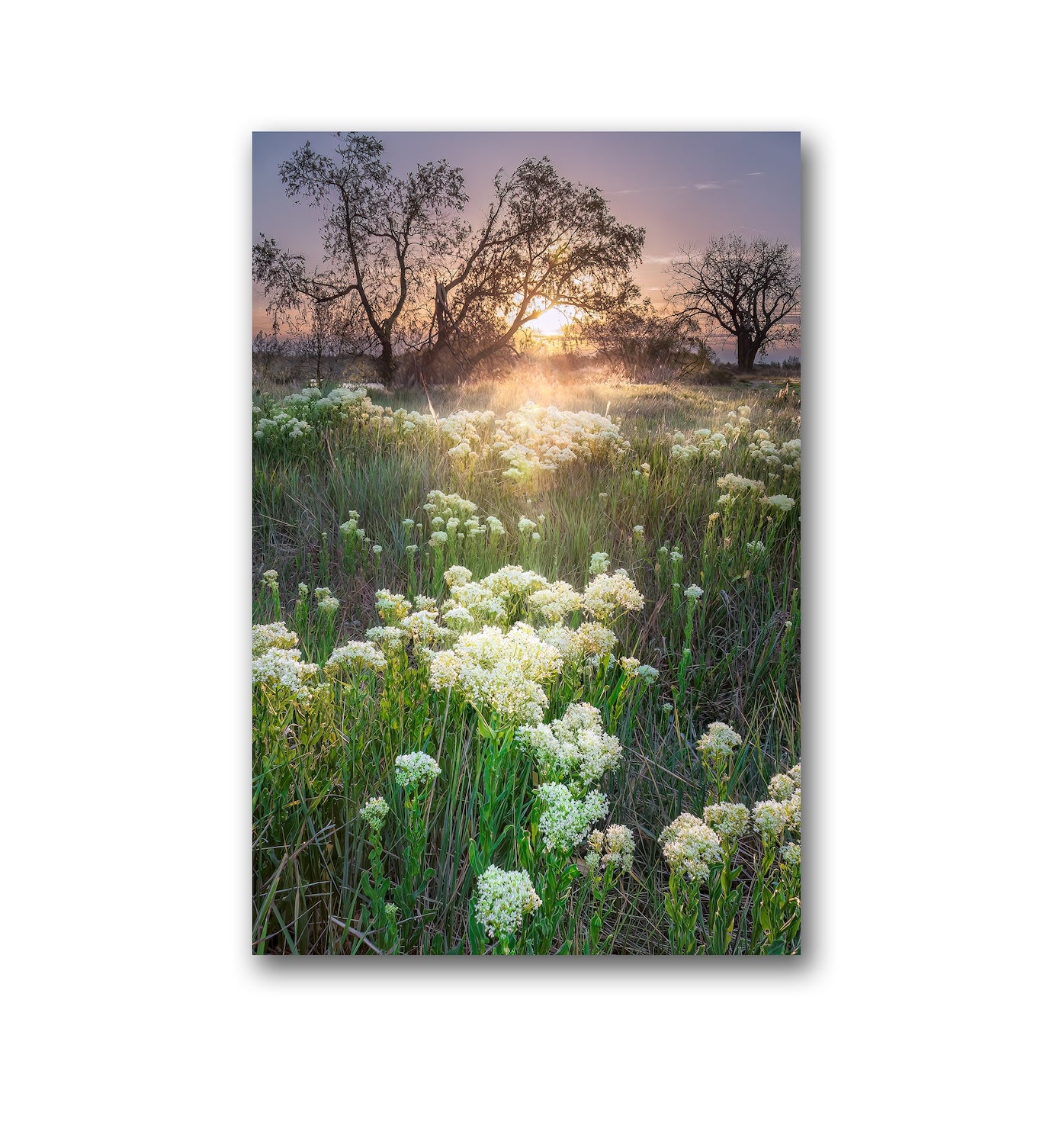 Spring Dawn - Aluminum Dibond