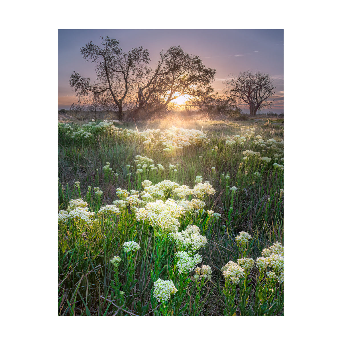 Spring Dawn Print