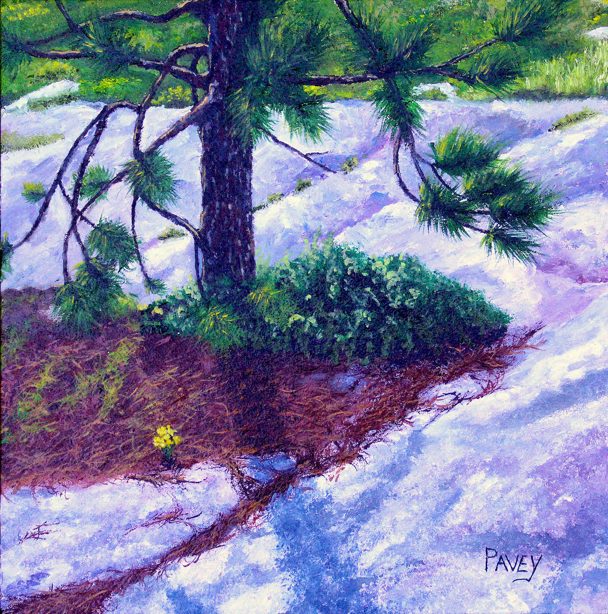 Western Wallflower and Pine