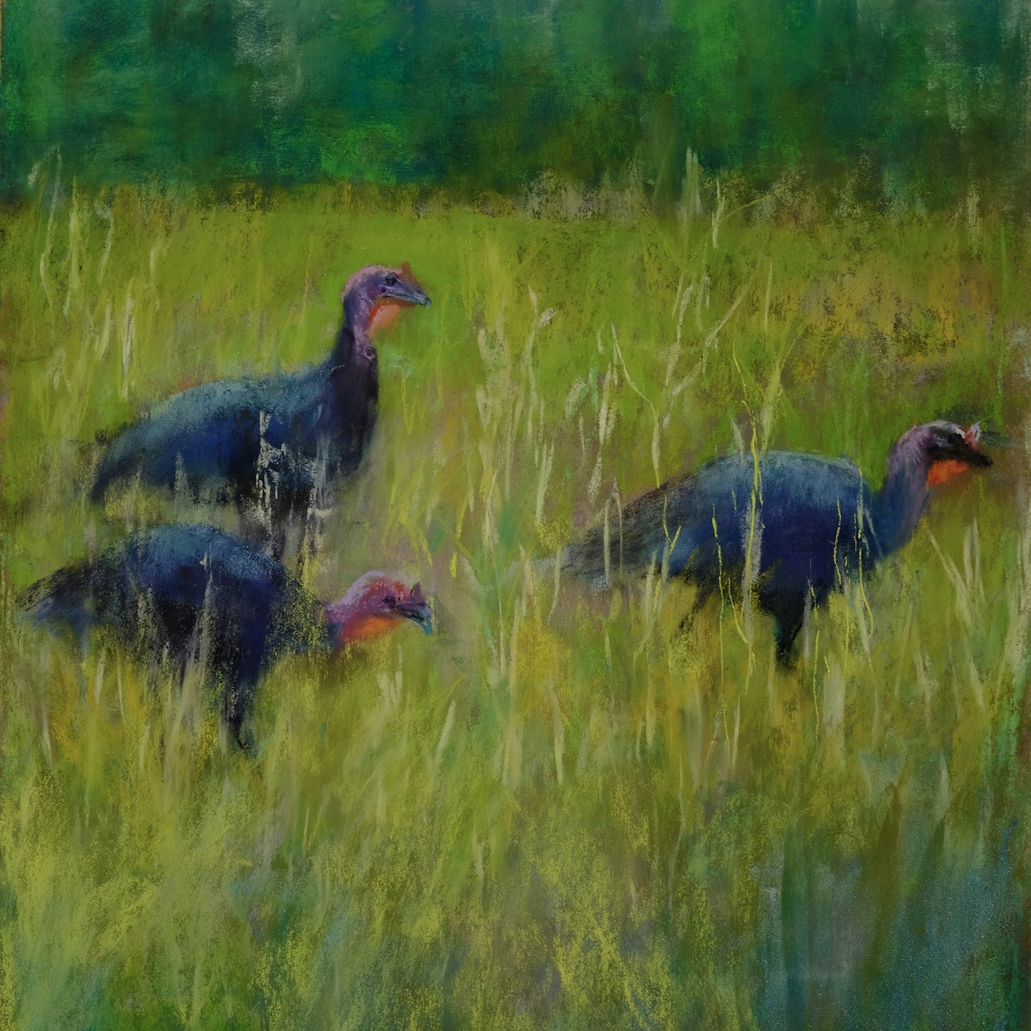 Wild and Free Turkeys 3--Website Exclusive